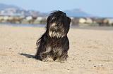 LHASSA APSO 315